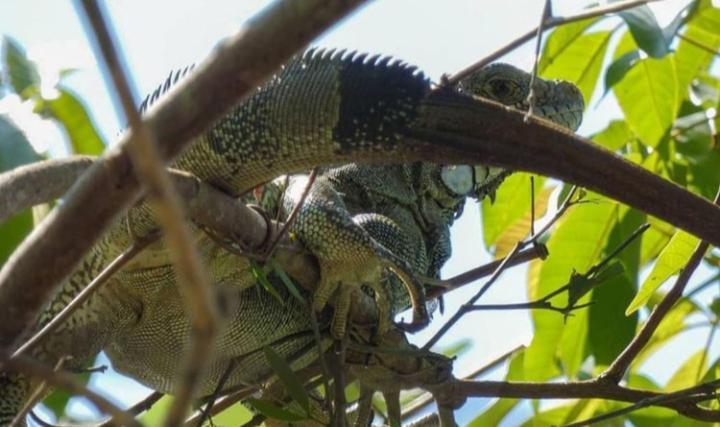 Отель Amazon Gero Tours Careiro da Varzea Экстерьер фото
