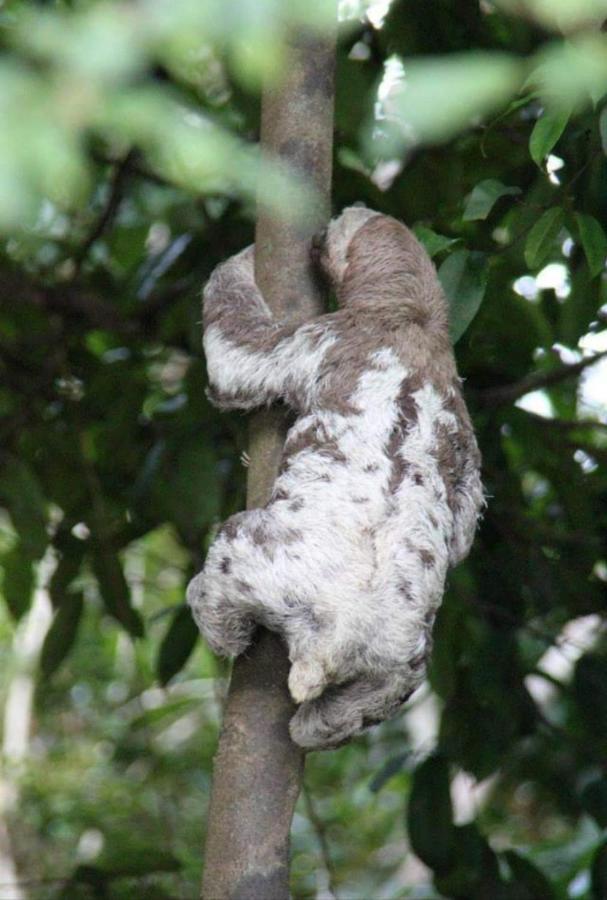 Отель Amazon Gero Tours Careiro da Varzea Экстерьер фото